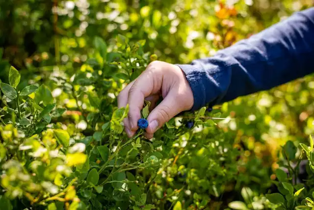 PIORIN: Najlepsze stanowiska do uprawy borówki to tereny równinne, dobrze nasłonecznione, z naturalnymi osłonami przeciwwiatrowymi i zbiornikami wodnymi w sąsiedztwie oraz właściwej glebie stymulującej wzrost i plonowanie roślin.