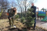 Akcja "Nie wyrzucaj choinki" w Piekarach Śląskich. Podaruj świątecznemu drzewku drugie życie!