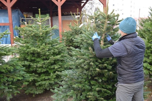 Jaka choinka na Boże Narodzenie? Prosty sposób, by drzewko nie gubiło  igieł. Sprawdź | Nowości Dziennik Toruński
