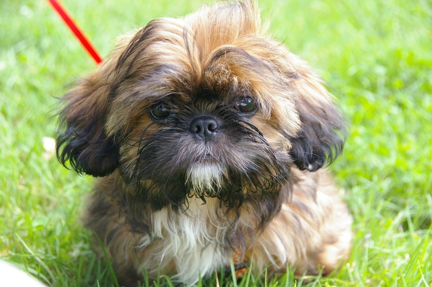 Shih tzu...