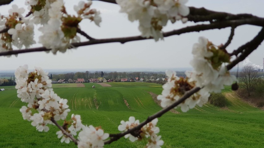 Aleje czereśniowe zakwitły pod Górą św. Anny. Piękne widoki 