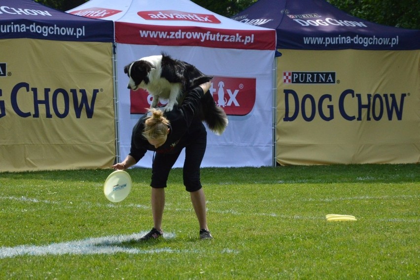 Zawody dogfrisbee czyli Dog Chow Disc Cup 2016 w parku...