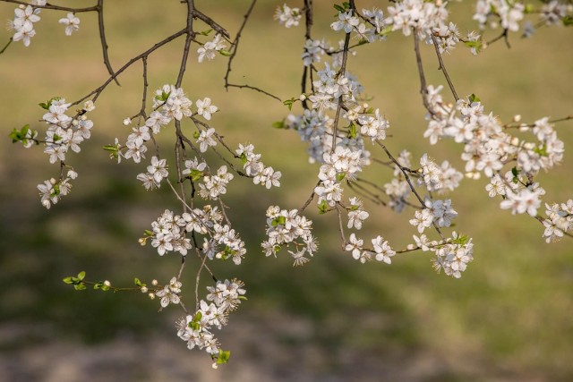 Pogoda Dlugoterminowa Krakow Prognoza Pogody Na 14 Dni Sprawdz Jaka Bedzie Pogoda W Kwietniu 13 04 20 Gazeta Krakowska