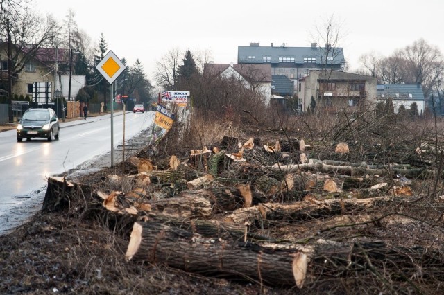 Masakra drzew po krakowsku. Będzie jeszcze gorzej...