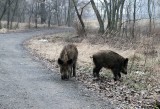 Lepiej nie wchodźmy do lasów - może być niebezpiecznie