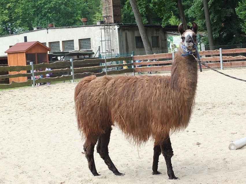 Żywiec: Nowy lokator w mini zoo [ZDJĘCIA]