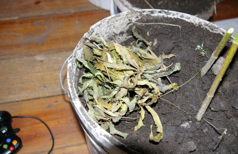 Dojlidy Górne: Domowa plantacja marihuany (zdjęcia)