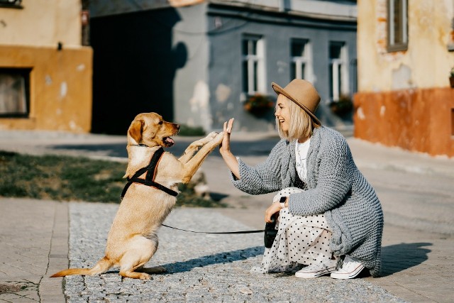 W polskim prawie nie ma mowy o tym, że z psem nie można wejść do urzędu.