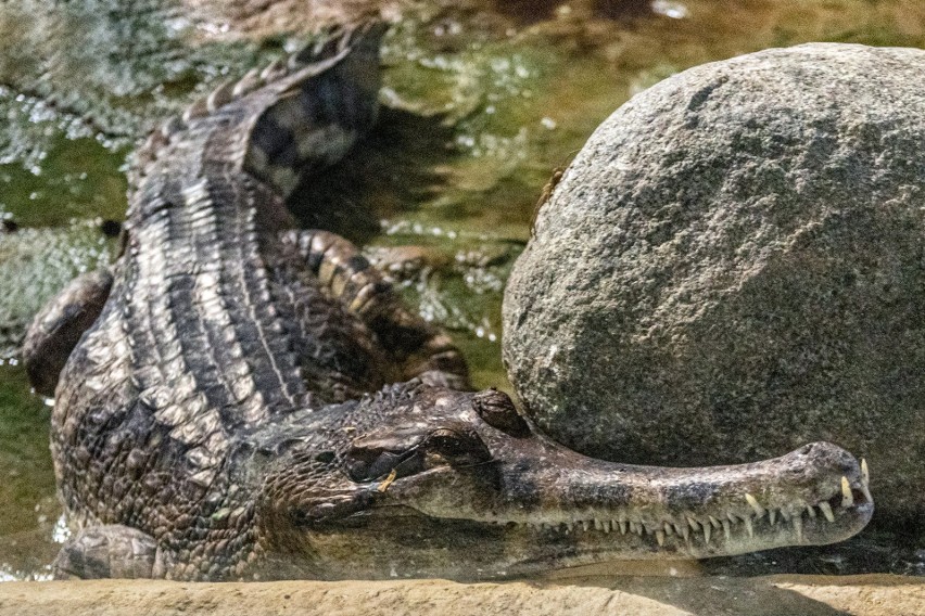 Łódź: Krokodyle gawialowe zamieszkały w Orientarium w łódzkim zoo. ZDJĘCIA