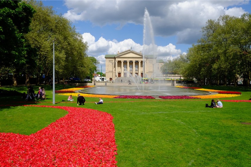 07.05.2015 poznan aw teatr wielki tulipany dywan. glos...