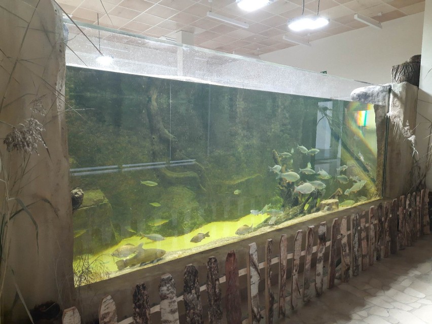 Akwarium w Nidarium ma 24 tysiące metrów  sześciennych...