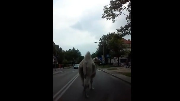 Wielbłąd w Legnicy biegał po ulicy