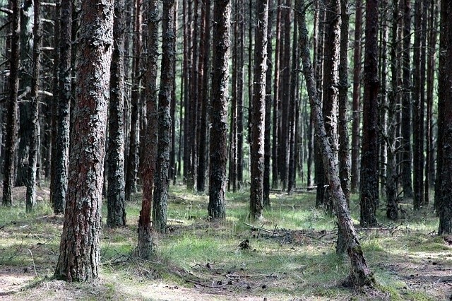 W tym roku RDLP w Zielonej Górze zaplanowała posadzenie 22 799 550 drzew.