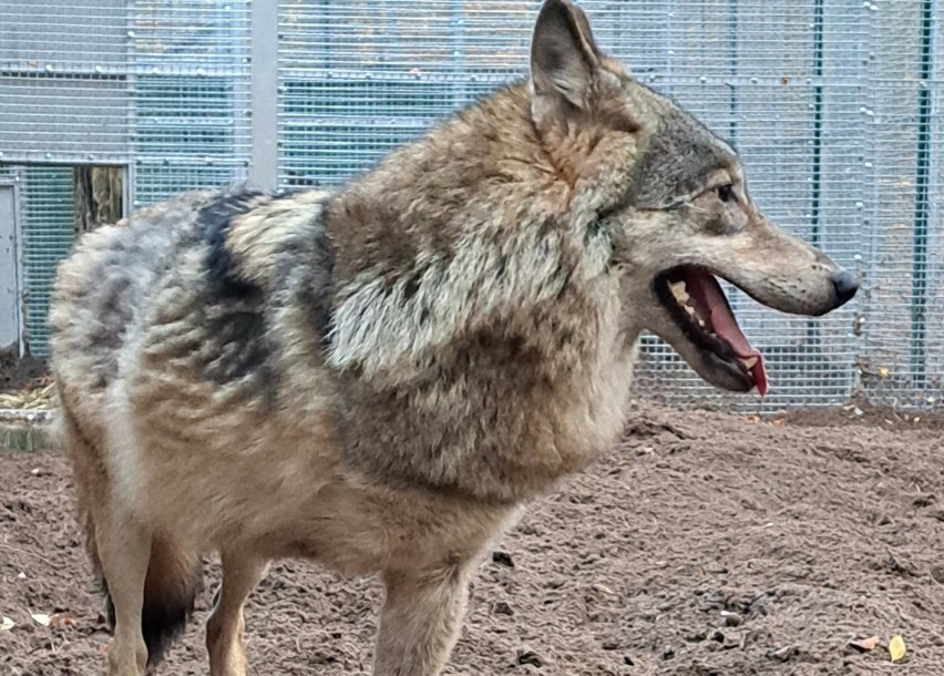 Kamyk to wilk, który stracił łapę po wypadku komunikacyjnym...