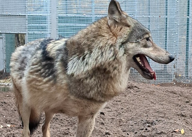 Kamyk to wilk, który stracił łapę po wypadku komunikacyjnym i ostatecznie trafił do zagrody w Wolińskim Parku Narodowym