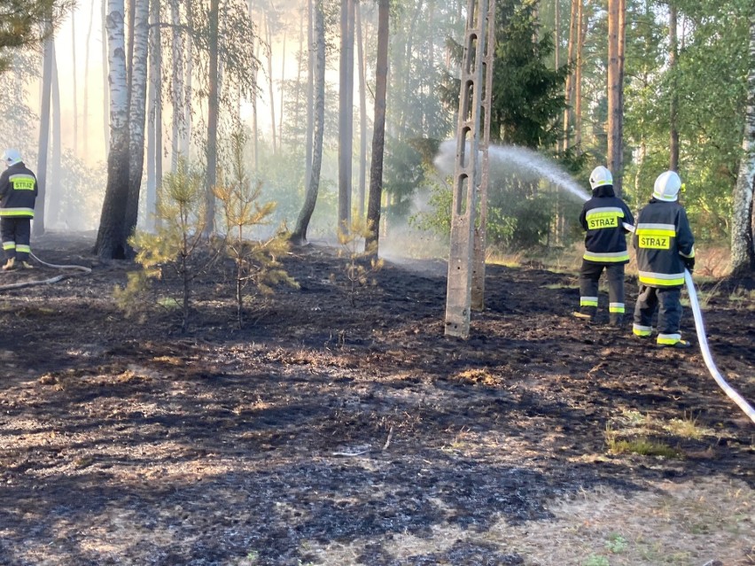 Duży pożar lasu w pow. chojnickim! Na miejscu 15 zastępów straży pożarnej. ZDJĘCIA 25.07.2022 r.