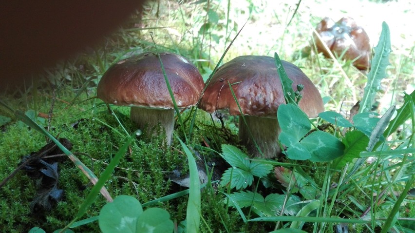 Na przełomie sierpnia i września warunki dla grzybów...