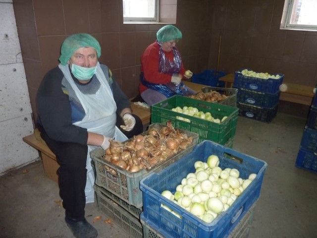 W firmie Przybylskich zatrudnionych jest dwanaście osób, które zajmują się m.in. obieraniem cebuli