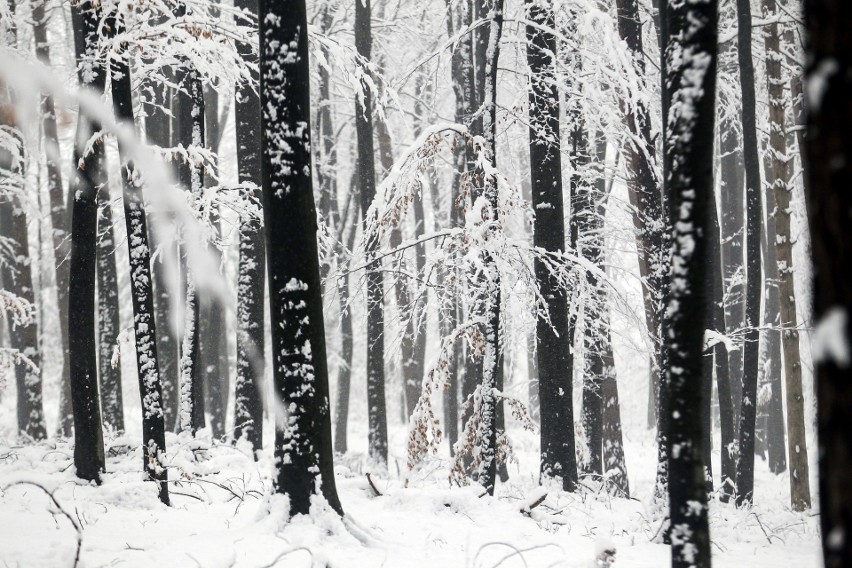 Piękne zimowe krajobrazy w obiektywie naszego fotoreportera....