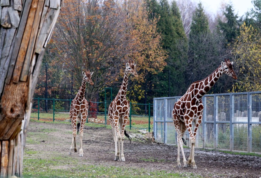 Zoo w Chorzowie jest otwarte mimo pandemii koronawirusa....