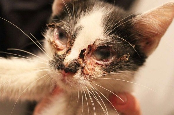 Horror w Katowicach: Kotom wypaliło oczy po dezynfekcji