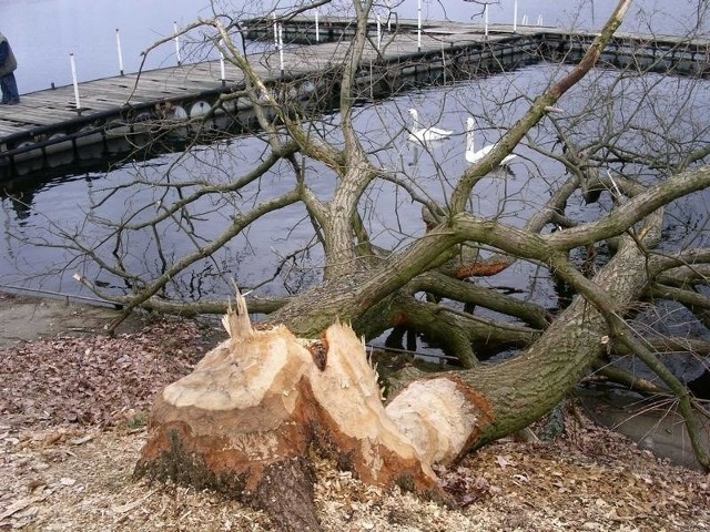 W Tuszynach nad Zalewem Koronowskim bobry ścięły kilkanaście takich drzew