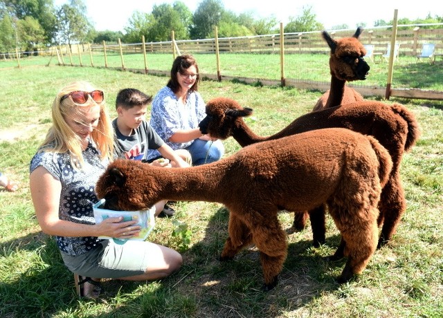 W Koźli w gminie Świdnica w Alpakowej Zagrodzie zamieszkały piękne alpaki. Na zdjęciu karmią je (od lewej): Arleta Szyngiel, jej syn Marcel i Marta Fudali.