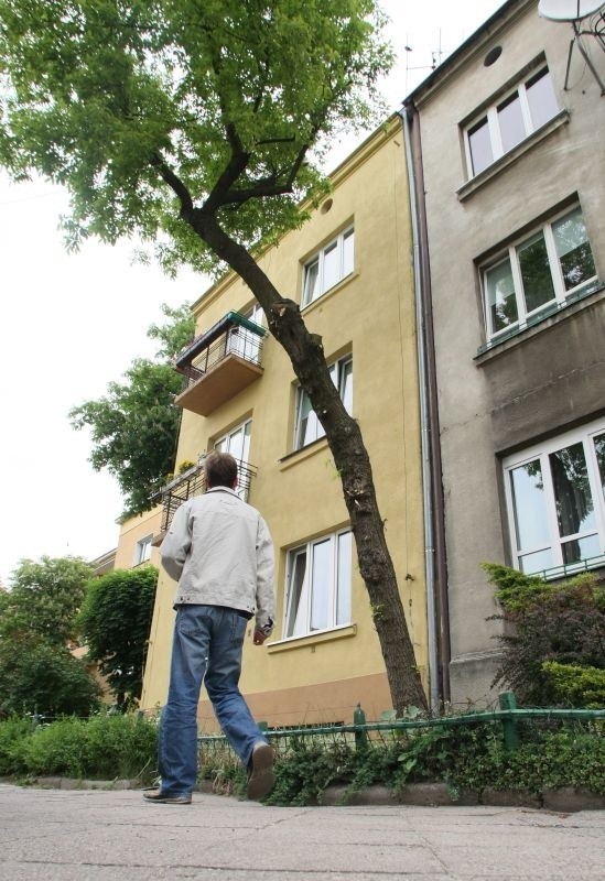 Tydzień temu pracownicy miejskiej zieleni ścieli kilka konarów tego klonu.