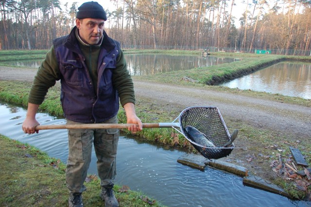 W wierzchosławickich stawach na odłowy czeka 6o ton karpii, ale można tu też dostać np. tołpygi