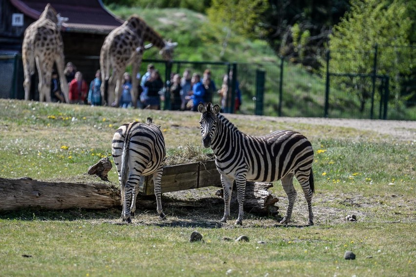 Ogród Zoologiczny w Gdańsku
