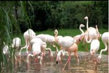 Zoo w Opolu będzie mieć flamingi. Zobacz, jak wyglądają (video)