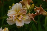 Zakwitły wczesne odmiany liliowców. W lipcu warto wybrać się na wystawę liliowców do Ogrodu Botanicznego w Łodzi [ZDJĘCIA]