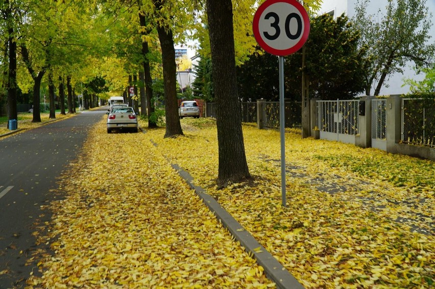 Poznań rozpoczyna coroczną akcję odbioru liści z miejskich...
