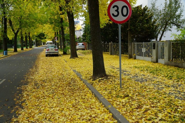 Poznań rozpoczyna coroczną akcję odbioru liści z miejskich chodników