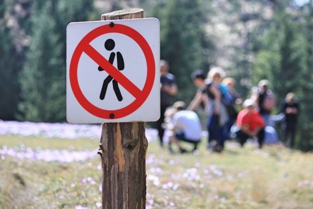 SCHODZENIE ZE SZLAKUZnaków zakazu wstępu w całym Tatrzańskim Parku Narodowym znajduje się tysiące. Dzień w dzień można jednak spotkać osoby, które lekceważą znaki schodząc ze szlaków.