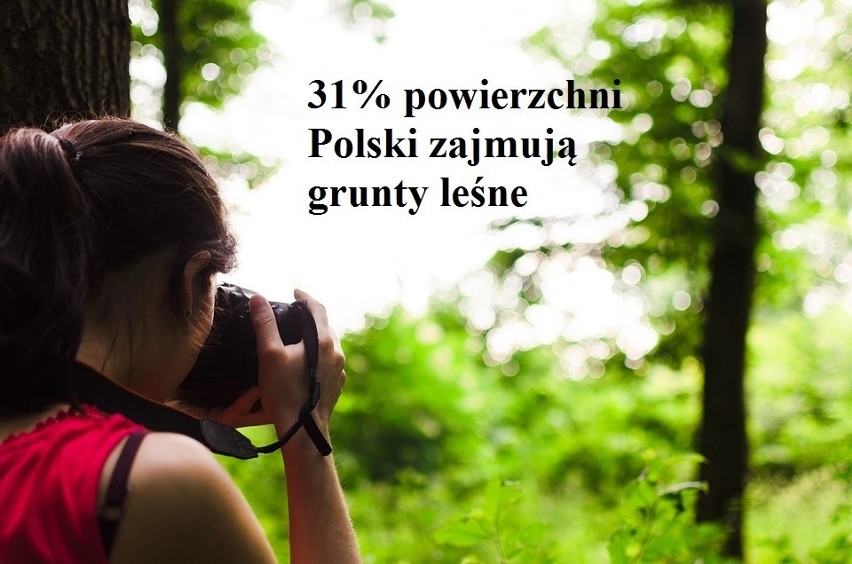 Na Dzień Lasów - polski las w liczbach [zdjęcia]