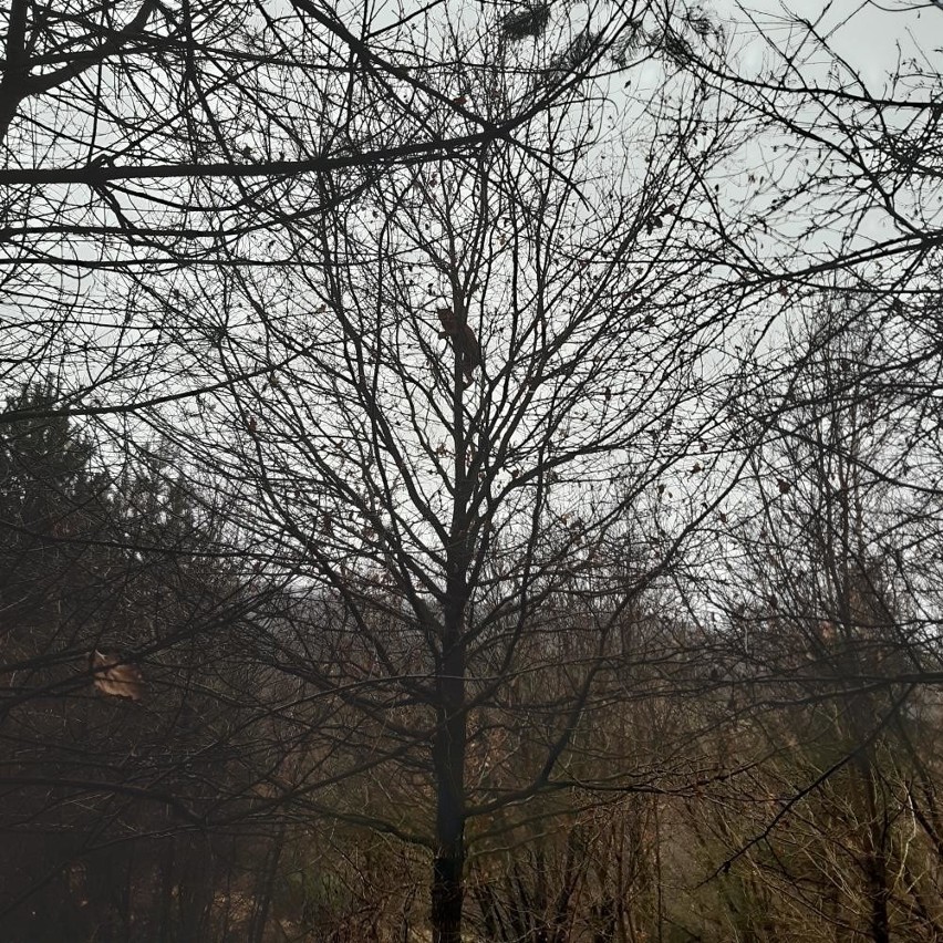 Ryś wspiął się na drzewo, spłoszony przez leśniczego.