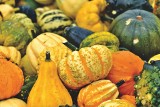 Tej jesieni króluje dynia. To owoc czy warzywo? Hokkaido, zwyczajna czy piżmowa - na rynku znajdziesz wiele odmian