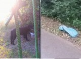 Pod Łowiczem znaleziono psa uwięzionego w worku na śmieci