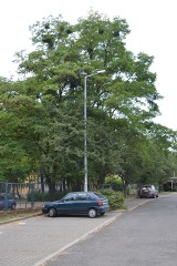 Szpital w Wodzisławiu Śl.: Chcą wyciąć ponad 50 drzew. Dlaczego? [ZDJĘCIA]
