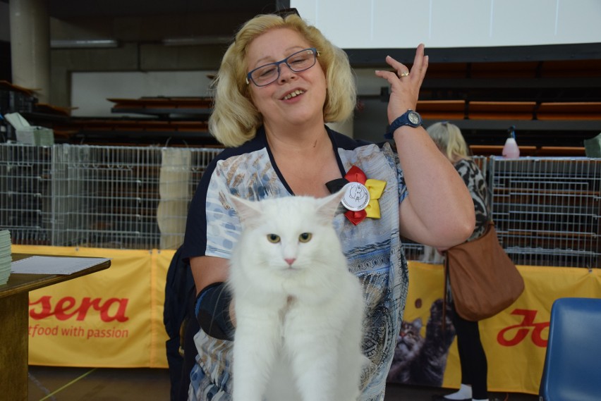 Międzynarodowa Wystawa Kotów Rasowych w Hali Ludowej,...