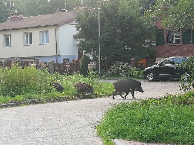 Od naszego Internauty dostaliśmy zdjęcia, Internaty który w drodze do pracy zaobserwował spacerujące dziki. Jak piszę nasz Internauta, dziki nie boją się ludzi i nie reagują na próby ich odstraszenia. Zobacz także: Mielno: Dziki na plaży w miejscowości Łazy