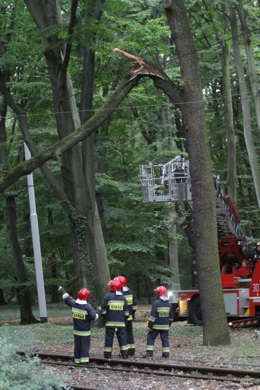 Wrocław: Nie jeździły tramwaje na Sępolno. Drzewo spadło na trakcję