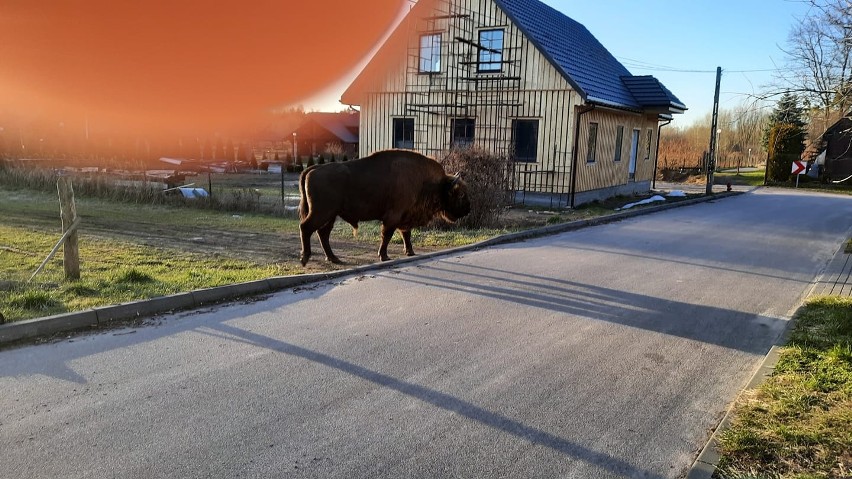 Mieszkańcy Narewki robią zdjęcia żubra na swoich posesjach