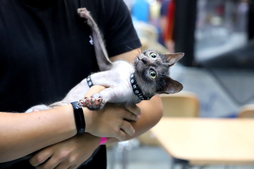 (2-3.09.2023) Międzynarodowa wystawa kotów rasowych Cat Show...