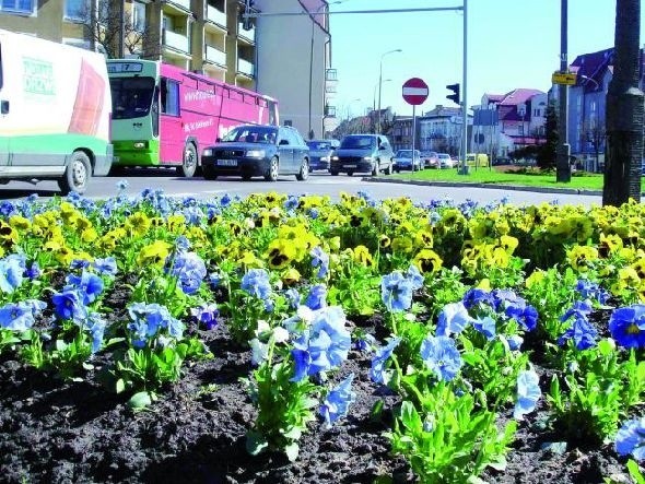 Kolorowe dywany kwiatów możemy już podziwiać m.in. przed dużym kościołem czy na pasie zieleni rozdzielającym jezdnie ulicy Wojska Polskiego.