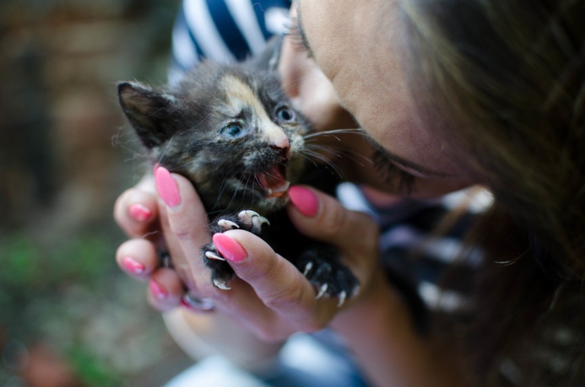 Fundacja Miasto Kotów ratuje koty od sześciu lat