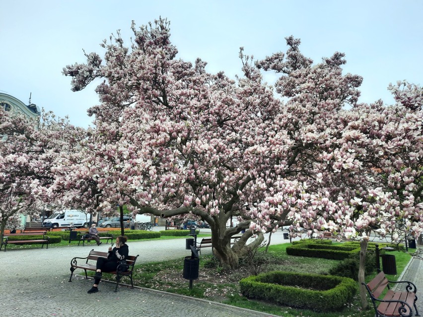 Kwitnąca magnolia na rynku w Kluczborku