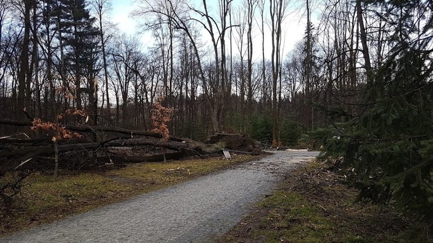 Park Habsburgów w Żywcu został zniszczony przez wiatr....