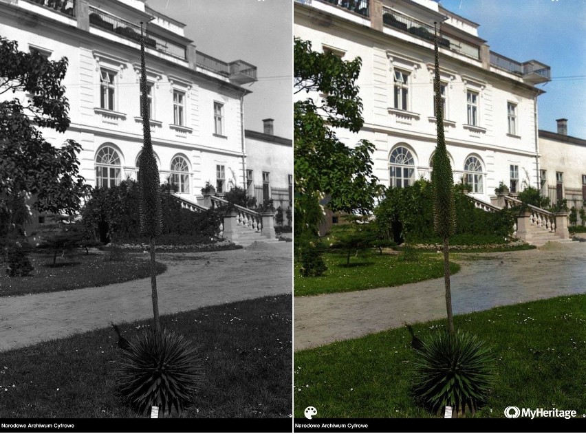 Fragment ogrodu botanicznego. Widoczna kwitnąca agawa, 1928